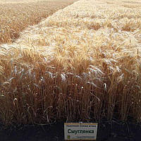 Озима пшениця Смуглянка
