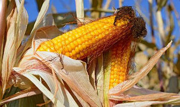 Насіння кукурудзи Гран 5