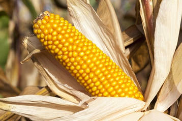 Насіння кукурудзи Амарок 300