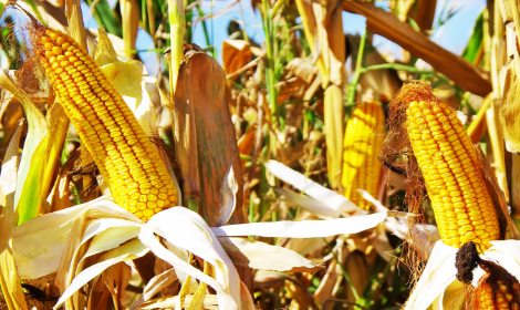 Насіння кукурудзи Тесла, фото 1