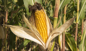 Насіння кукурудзи Гран 1