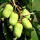 Саджанці актинідії (ківі) Оригінальна (Original) дворічна - жіночий сорт, урожайна, морозостійка С1.5, фото 2