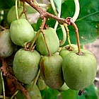 Саджанці актинідії (ківі) Оригінальна (Original) дворічна - жіночий сорт, урожайна, морозостійка С1.5, фото 3