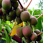 Саджанець актинідії (ківі) гостролистого Іссаї (Issai) дворічна - самозапильна, морозостійка С1.5, фото 2