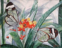 Картина "Стеклянные бабочки (Greta oto)"