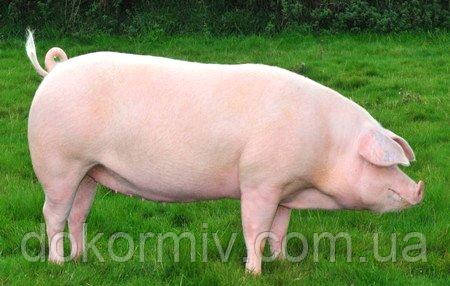Премікс для свиней фініш 1% (Швеція, Fodermix), фото 2