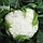 Насіння капусти цвітної Саборд 2500 н., фото 2