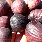 Саджанці інжиру Кримський 44 (Crimean 44) 3-х річний - середній, солодкий, урожайний, фото 2