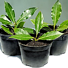 Саджанці лавра Шляхетного  (Laurus Nobilis) Р9, фото 3