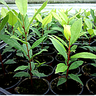 Саджанці лавра Шляхетного  (Laurus Nobilis) Р9, фото 4