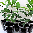 Саджанці лавра Шляхетного  (Laurus Nobilis) Р9, фото 5