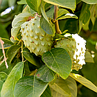 Саджанці аннона або черимойя (Annona cherimola) Р9, фото 3