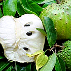 Саджанці аннона або черимойя (Annona cherimola) Р9, фото 4