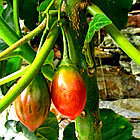 Саджанці Тамарило або Томатне дерево (Solanum betaceum) Р9, фото 6