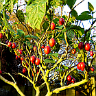 Саджанці Тамарило або Томатне дерево (Solanum betaceum) Р9, фото 7