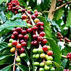 Саджанці Кави Арабіка (Coffea arabica) Р9, фото 4