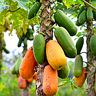 Саджанці Папайя або динне дерево (Carica papaya) Р9, фото 4