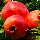 Саджанці Граната Ахмар (2-х річний) - середнього строку дозрівання, крупноплідна, фото 4