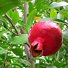 Саджанці Граната Кримський смугастий (2-х річний) - ранній, великоплідний, зимостійкий, фото 3