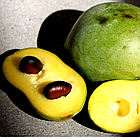 Саджанці Азіміни трибола Прима 1216 (бананове дерево) (2-х річна) - самоплідна, морозостійка Р9 (ПКС), фото 6