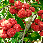 Саджанці Кудранії - полуничне дерево (Cornus tricuspidata) - дводомна, морозостійка (2-х річна) Р9, фото 5