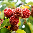 Саджанці Кудранії - полуничне дерево (Cornus tricuspidata) - дводомна, морозостійка (2-х річна) Р9, фото 3