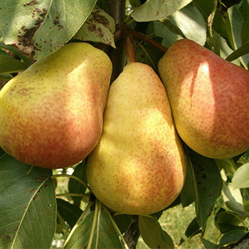 Жажанець Груша Осінь Буковини, фото 1