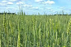 Насіння озима пшениця Розкішна,середньоранній, еліта, Україна