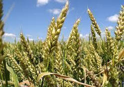 Насіння озимої пшениці Фермерка Еліта (Української селекції)