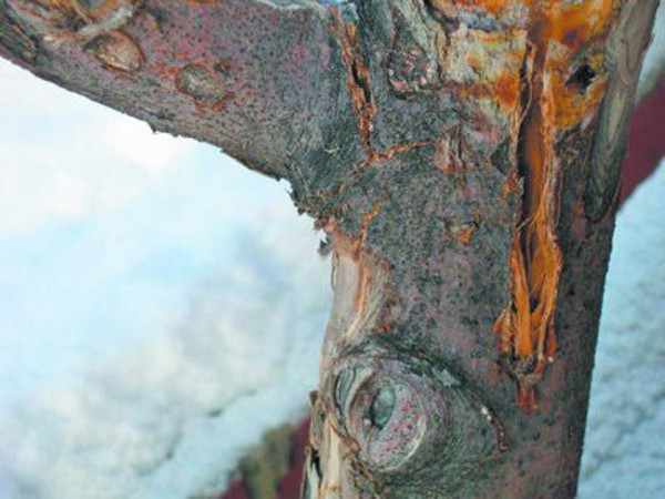 Тріщини у груші