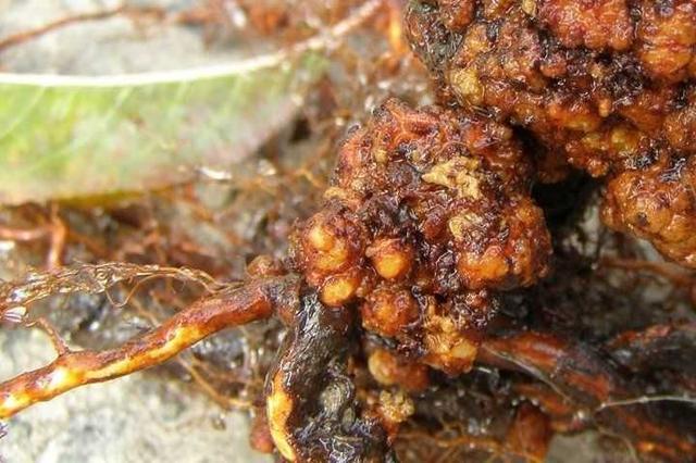 Ураження коренів груші