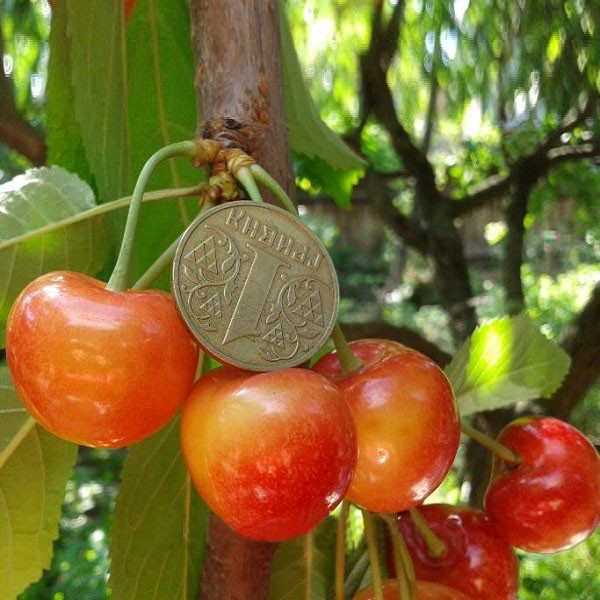 Саджанець Черешня Присадибна, фото 1