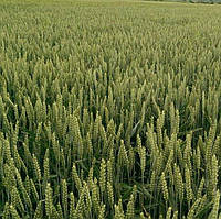 Насіння озимої пшениці Бонанза (1 репродукція)