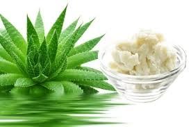 Aloe Vera Butter