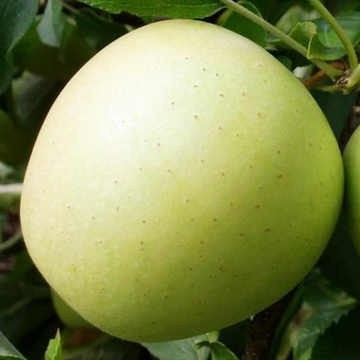 Саженець яблуні Сніговий Кальвіль, фото 1