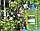 Культуральная среда хлореллы для растениеводства, удобрение для растений, стимулятор роста "Хлорелла Украина", фото 2