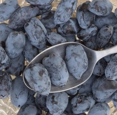 Саджанці жимолості сорт Boreal Best 1 річні, конт. Р9