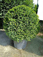 Тис ягодный шар Taxus baccata c 20 l d 40-45 PALLA