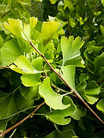 Гингко двулопастныйGinkgo biloba Fastigiata SELVANS C160L h450-500 d28-30