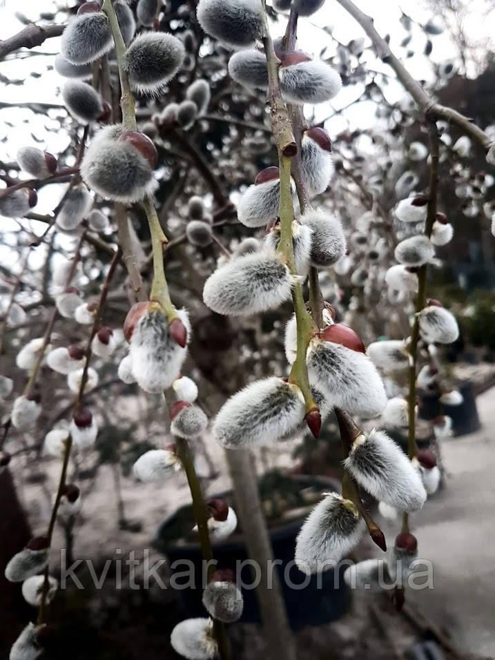 Ива козья 'Пендула' SALIX CAPREA 'PENDULA' C-45L 10-12 1/2 FUSTO - фото 1 - id-p221823825