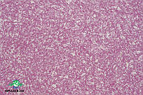 Рідкі шпалери тип Орхідея 810