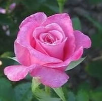 Роза Приви. Чайно-гібридна троянда.