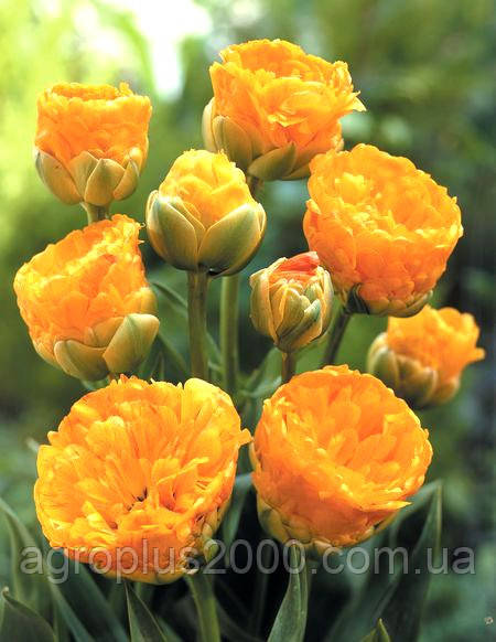 Луковиця Тюльпан махровий багатобарвний Дабл Б'юті оф Апельдорн ( Double Beauty of apeldoorn) 10 /11 Яскрава