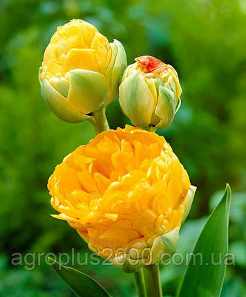 Луковиця Тюльпан махровий багатобарвний Дабл Б'юті оф Апельдорн ( Double Beauty of apeldoorn) 10 /11 Яскрава, фото 3
