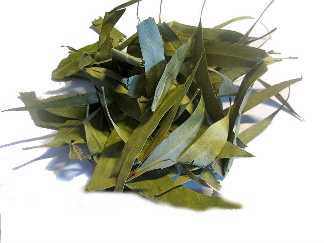 Эвкалипт прутовидный листья 50 грамм (Eucalyptus viminalis, Manna Gum) - фото 1 - id-p16292799