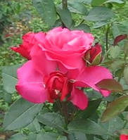 Роза Джиральдо /Вин Розе/. (вв). Чайно-гибридная роза