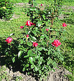 Троянда Джиральдо /Він Розе/. (вв). Чайно-гібридна троянда, фото 4
