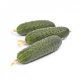 Ромара F1 (250 нас.) насіння огірка Rijk Zwaan, фото 3