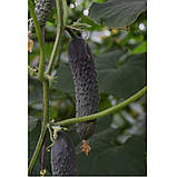 Ромара F1 (250 нас.) насіння огірка Rijk Zwaan, фото 2