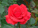 Троянда Ред Корвет. (в). Чайно-гібридна троянда., фото 4